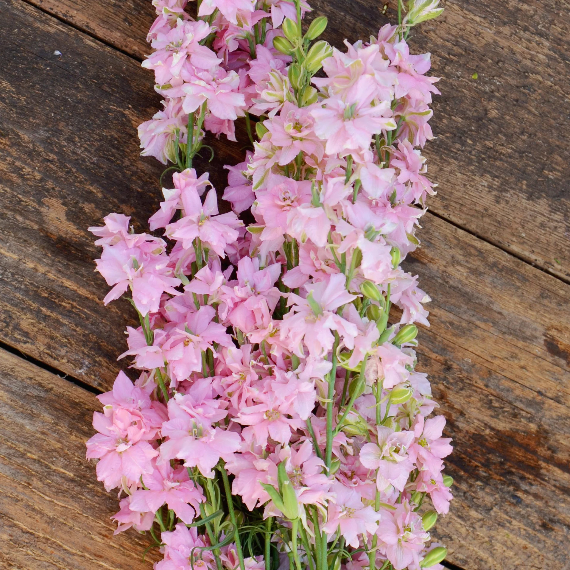 GALILEE PINK PERFECTION