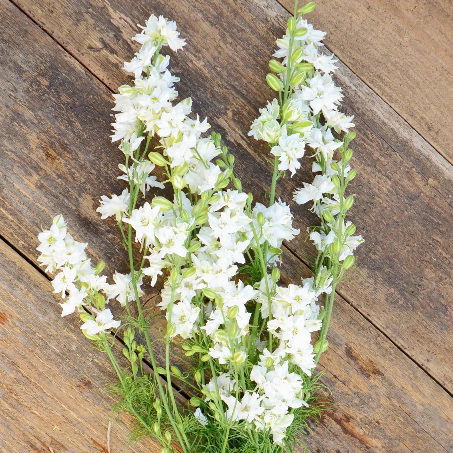 GALILEE WHITE