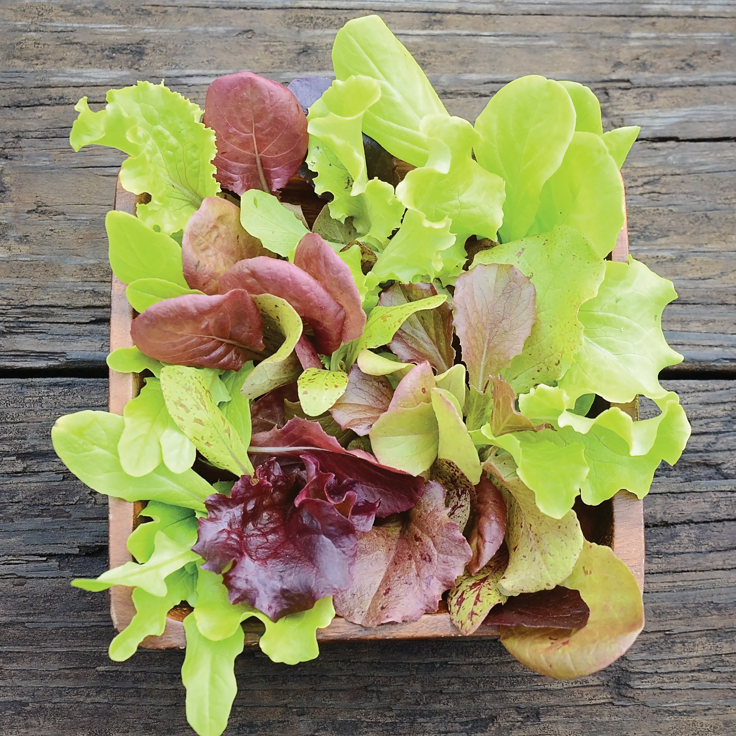 LONDON SPRINGS LETTUCE MIX