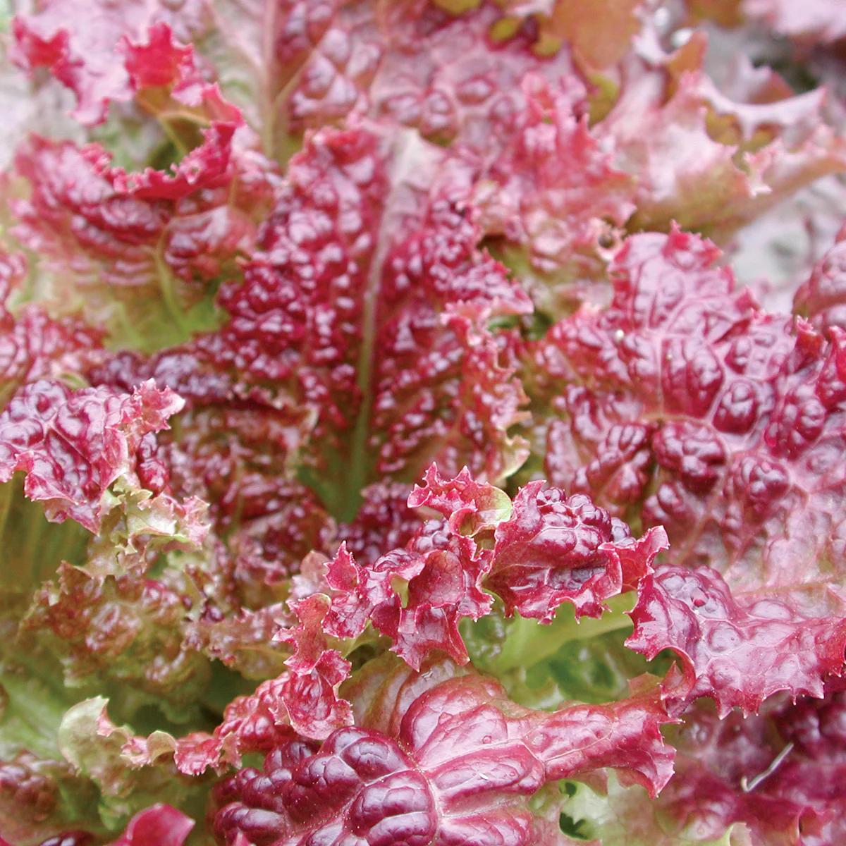 NEW RED FIRE - Image 2