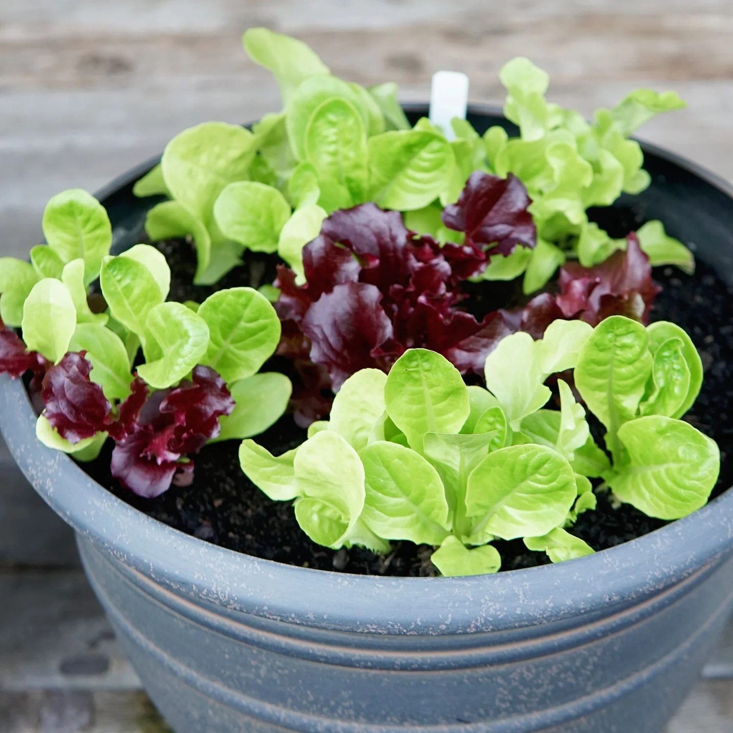 POT & PATIO BLEND - Image 3