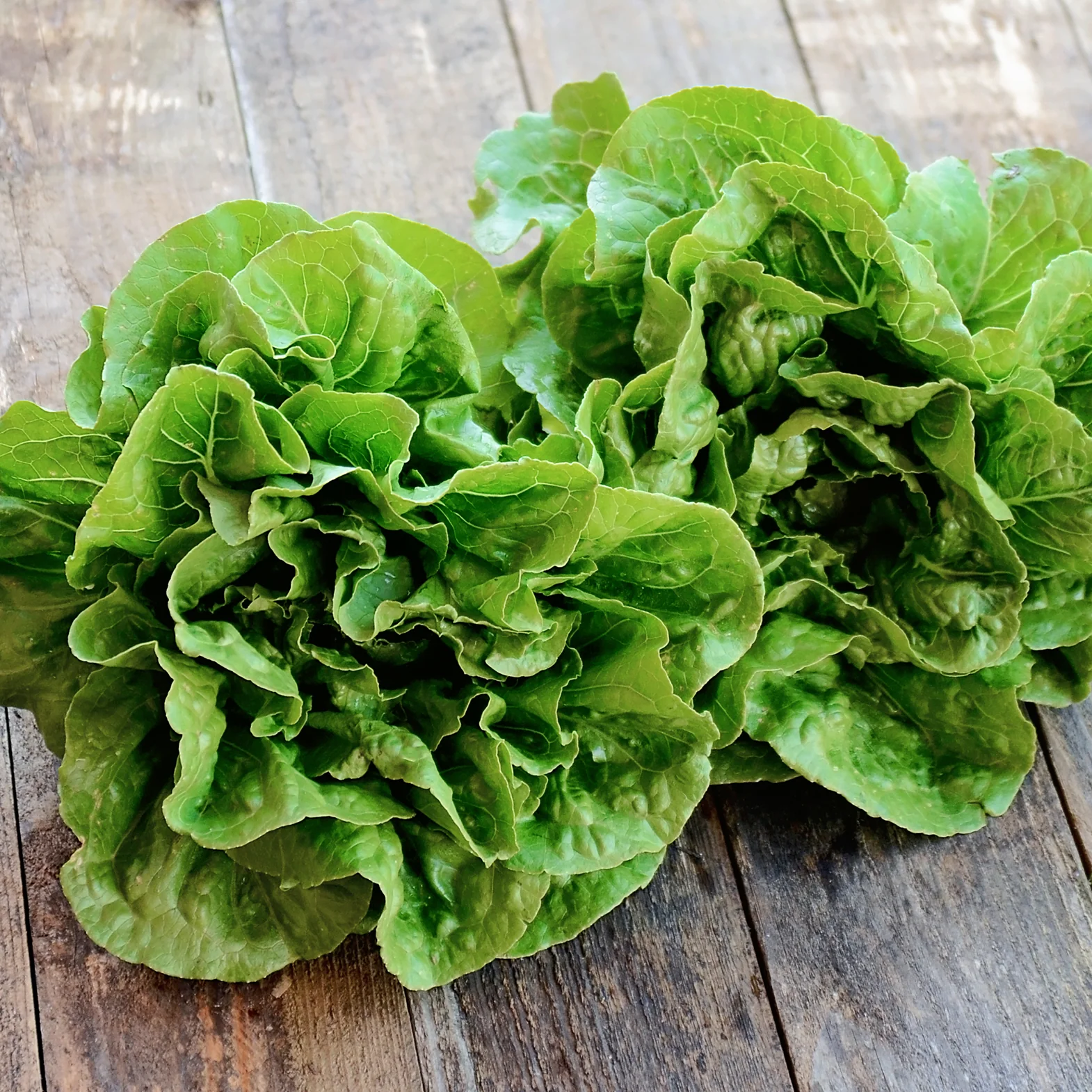 RAINIER