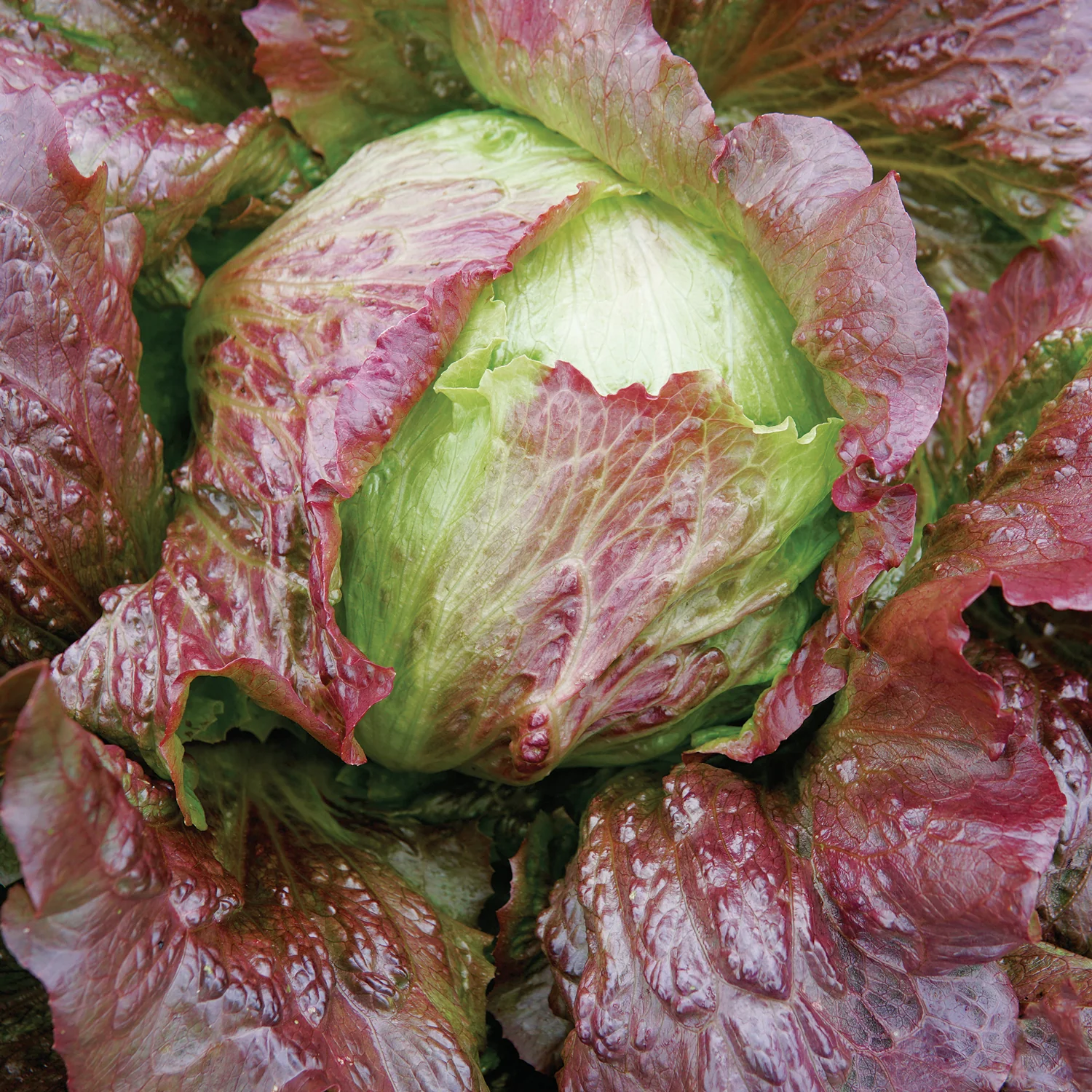 RED ICEBERG