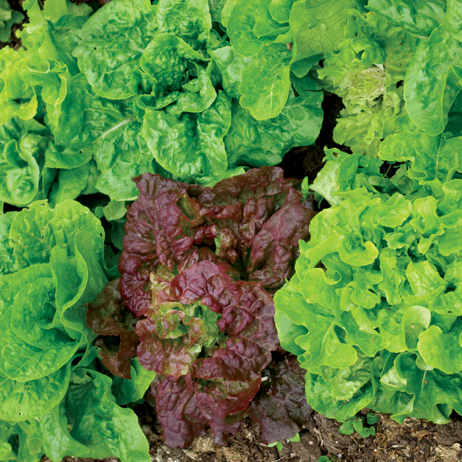 SUPER GOURMET SALAD BLEND - Image 2