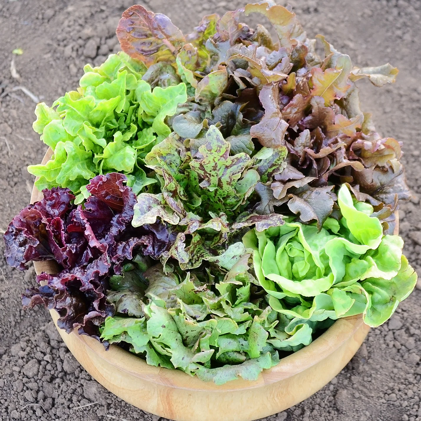 WILDEST GARDEN LETTUCE MIX