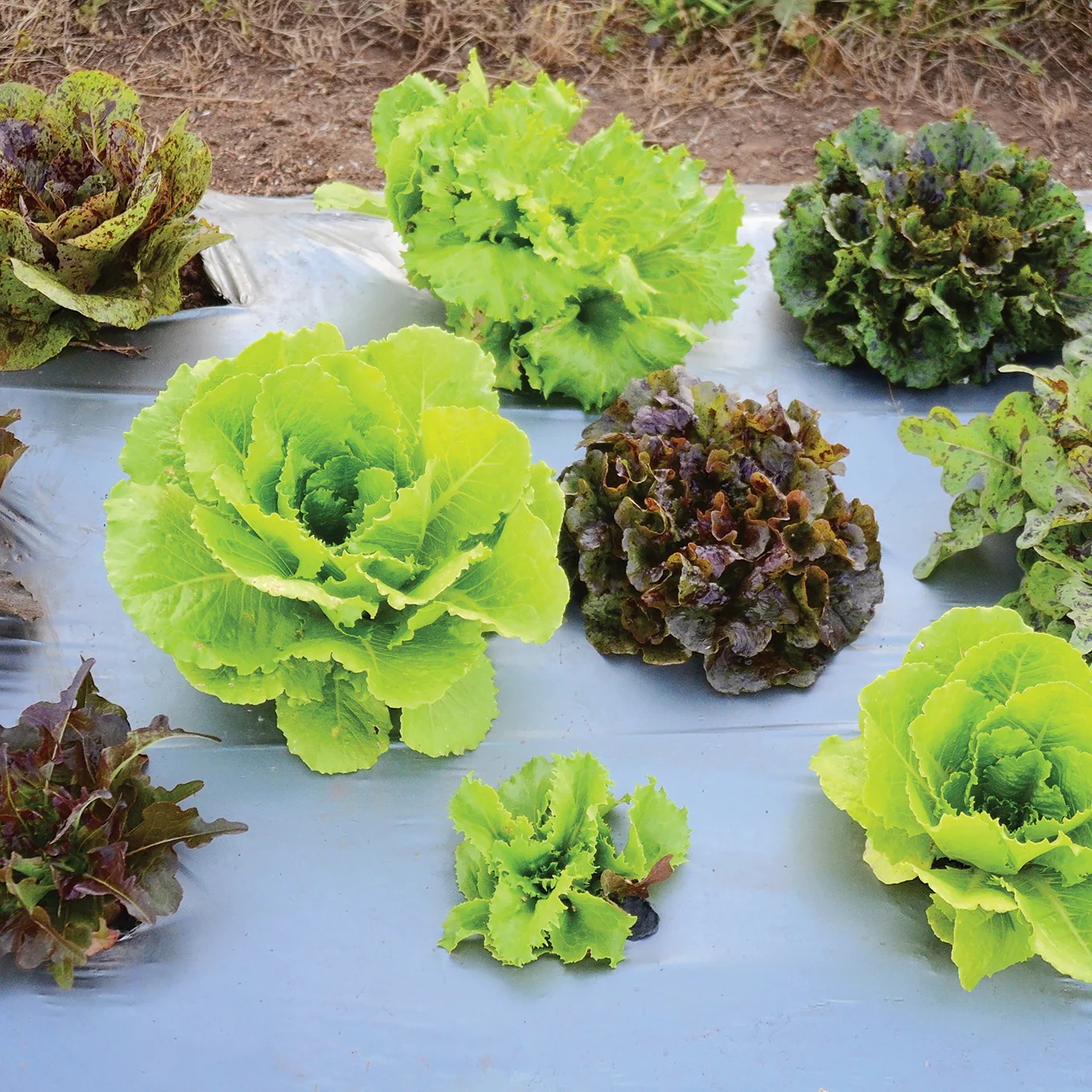 WILDEST GARDEN LETTUCE MIX - Image 2