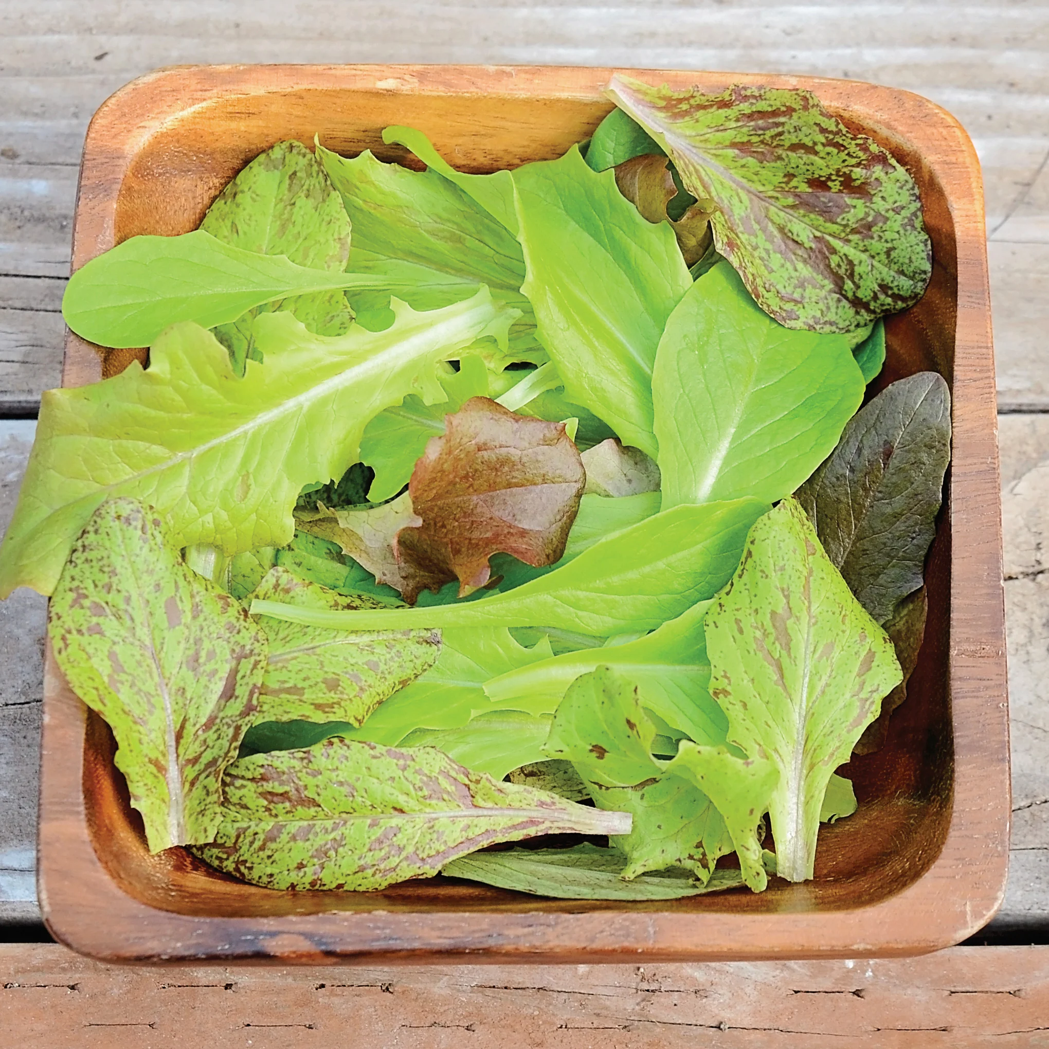 WILDEST GARDEN LETTUCE MIX - Image 3