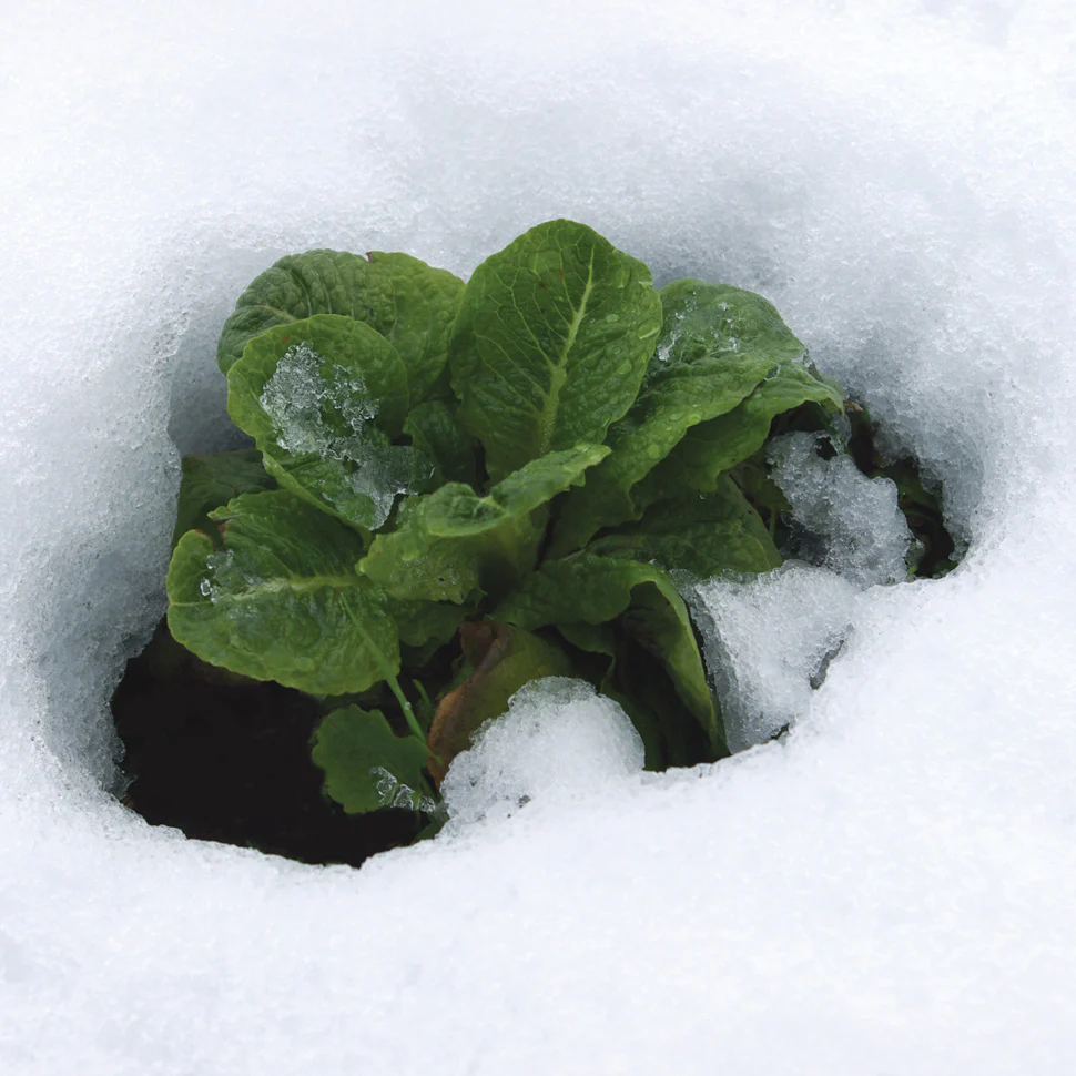 WINTER DENSITY - Image 2