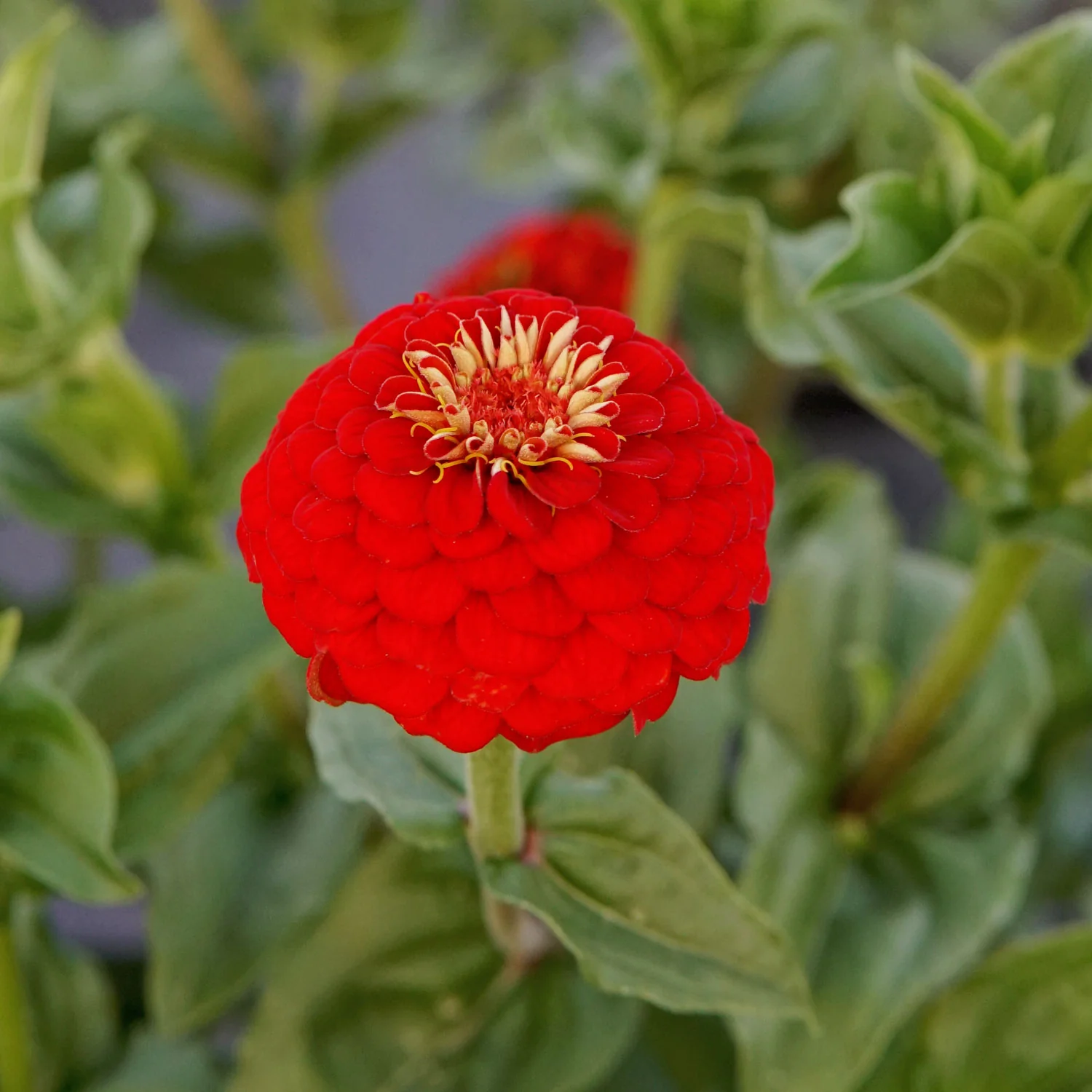 LILLIPUT SCARLET GEM - Image 3