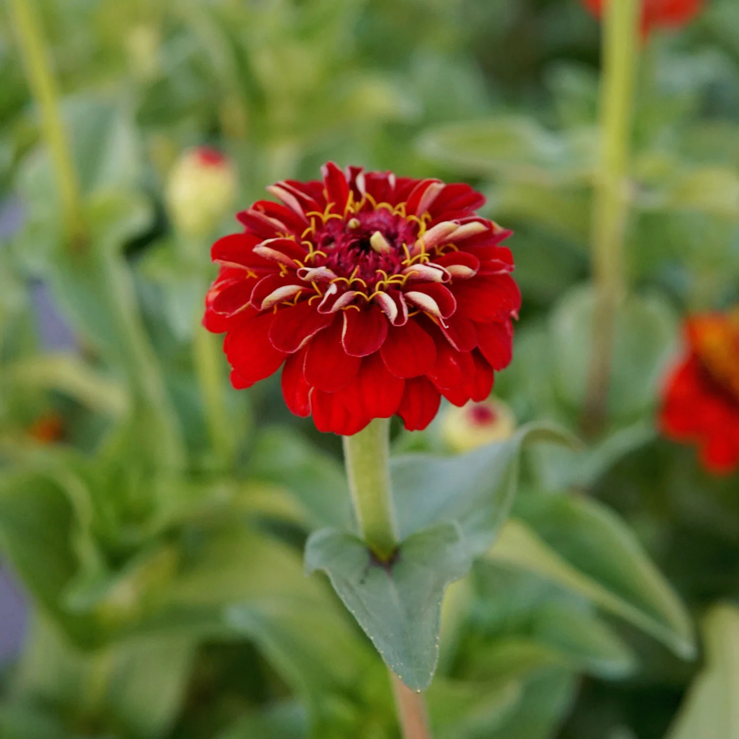 LILLIPUT SCARLET GEM - Image 5