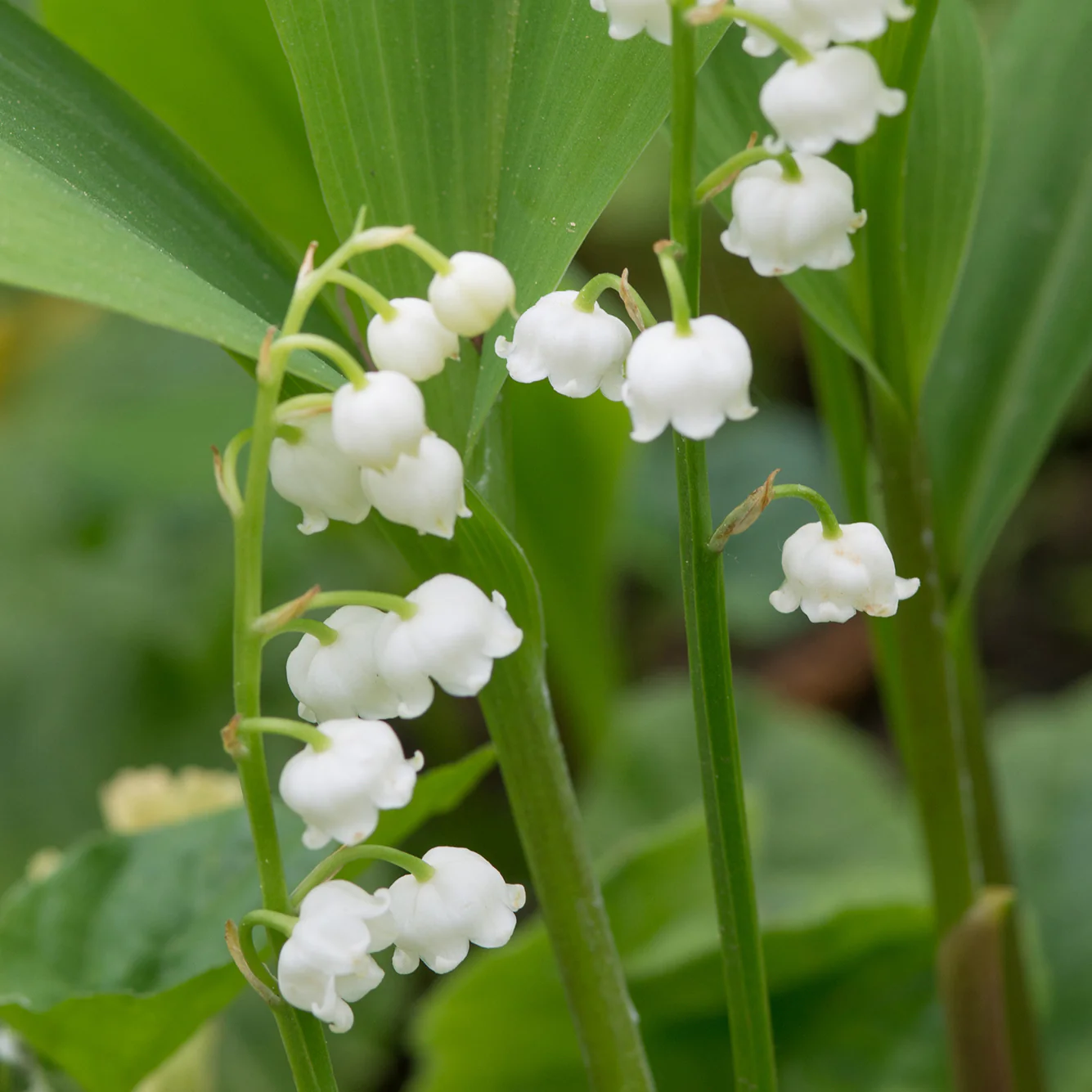 LILY OF THE VALLEY