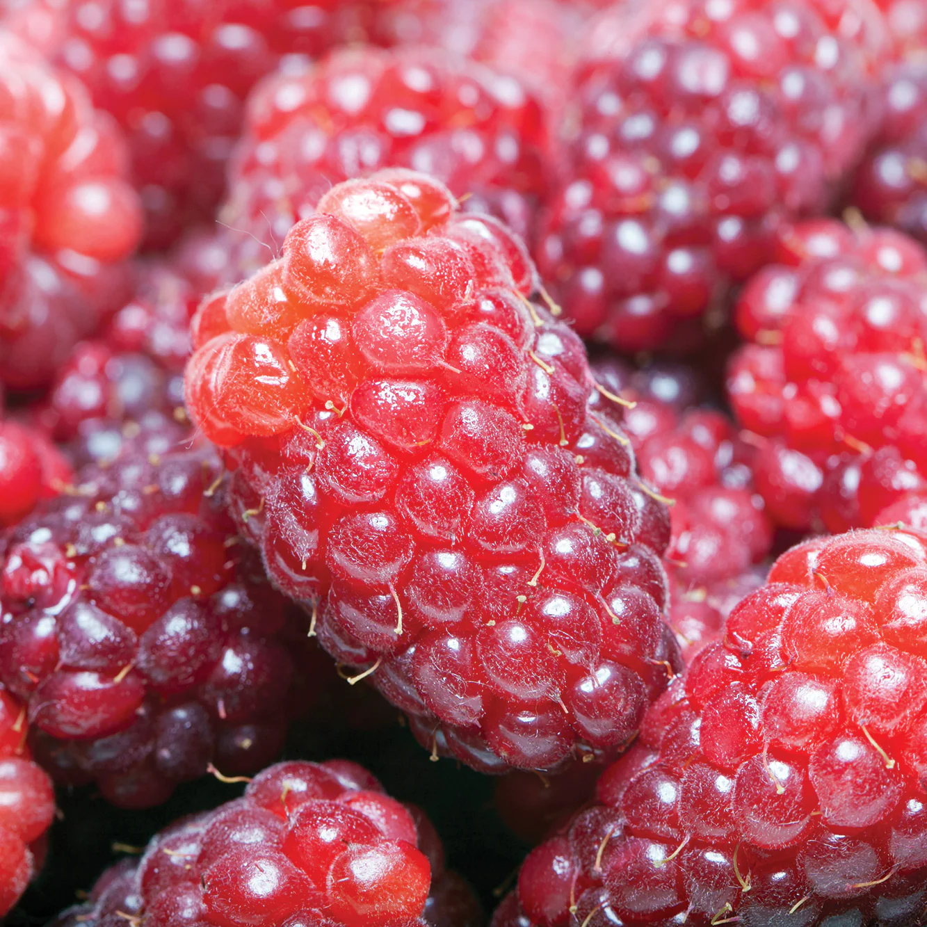 LOGANBERRY