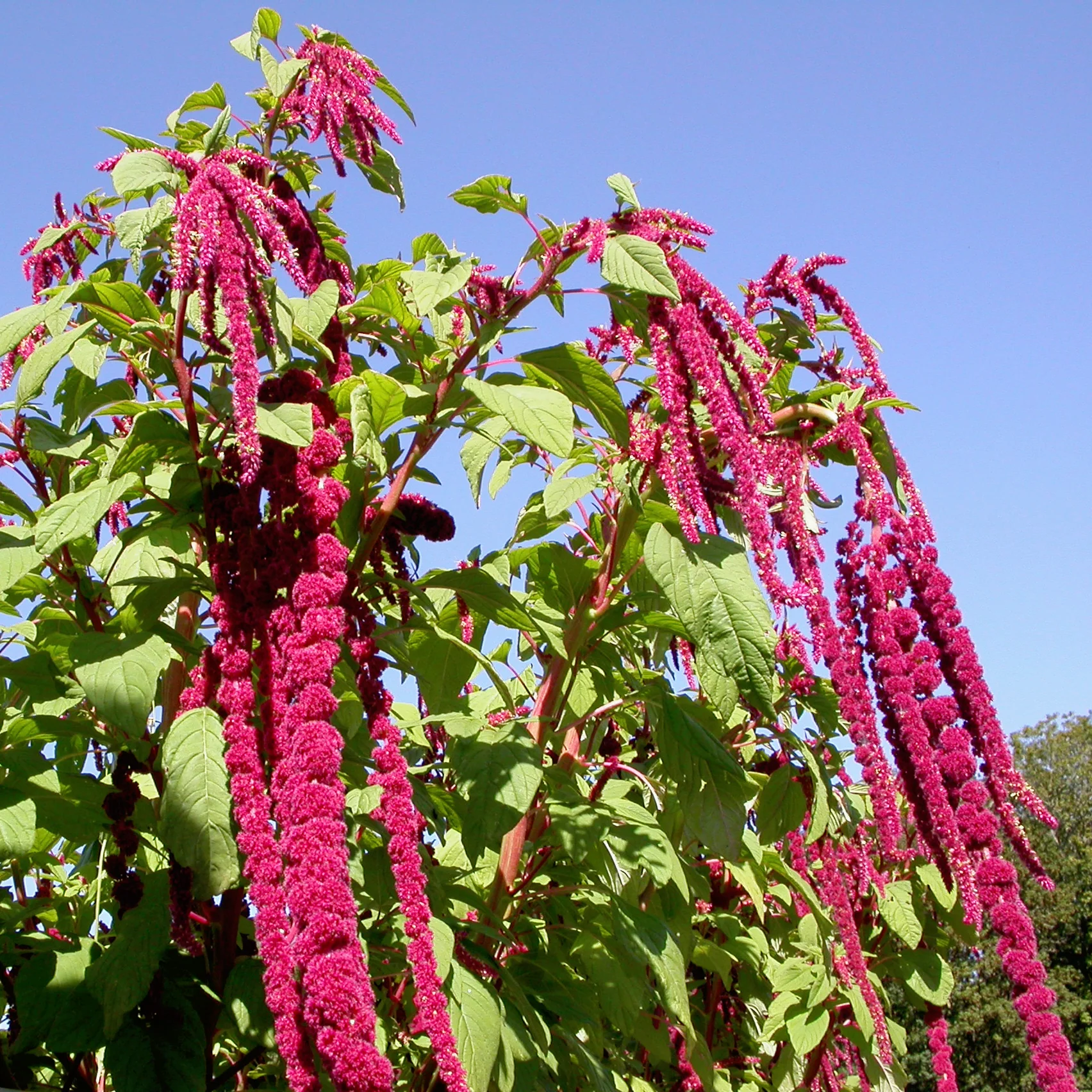 LOVE LIES BLEEDING