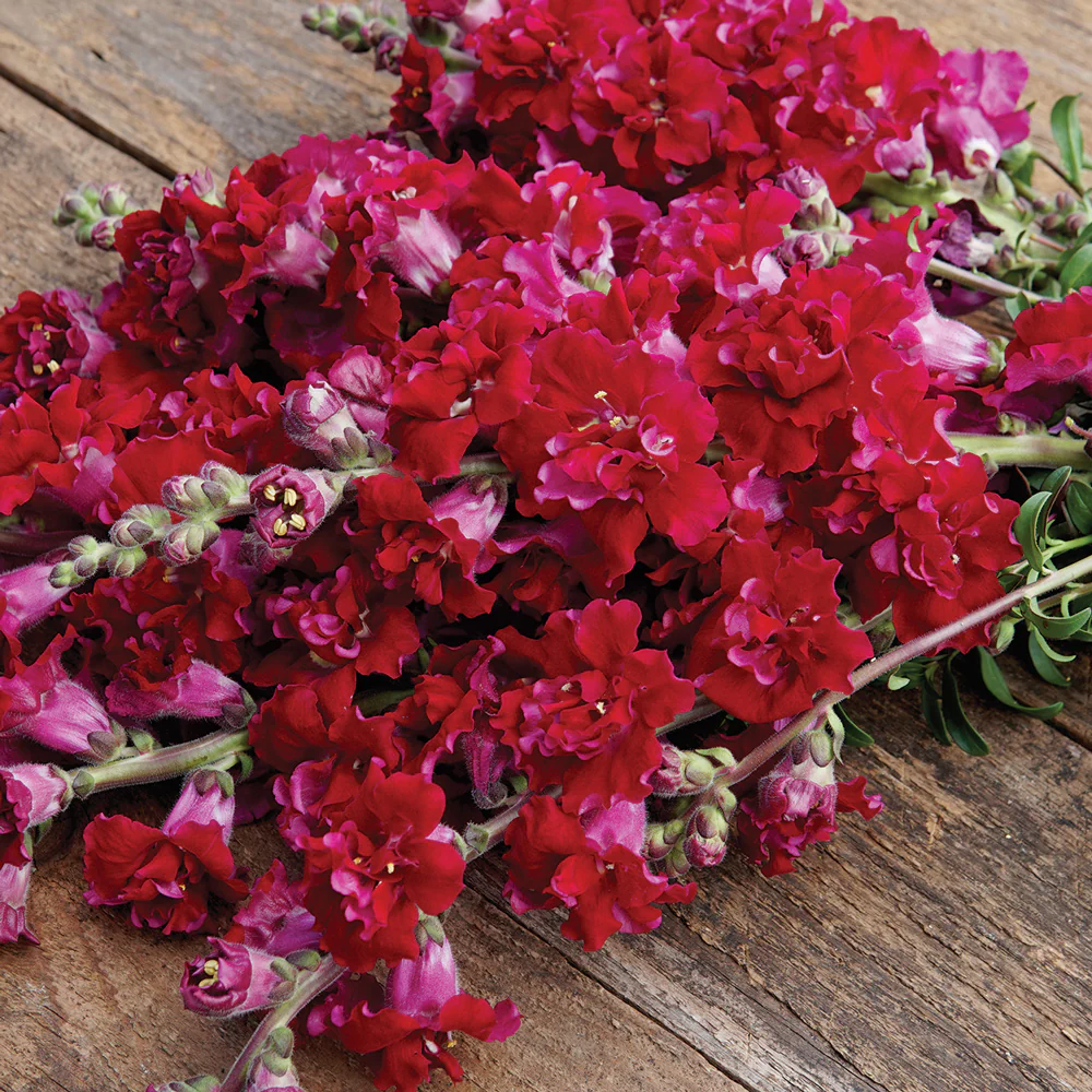 MADAME BUTTERFLY RED
