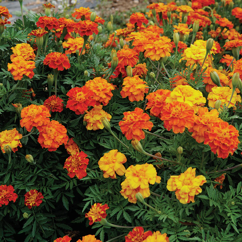 BROCADE MIX