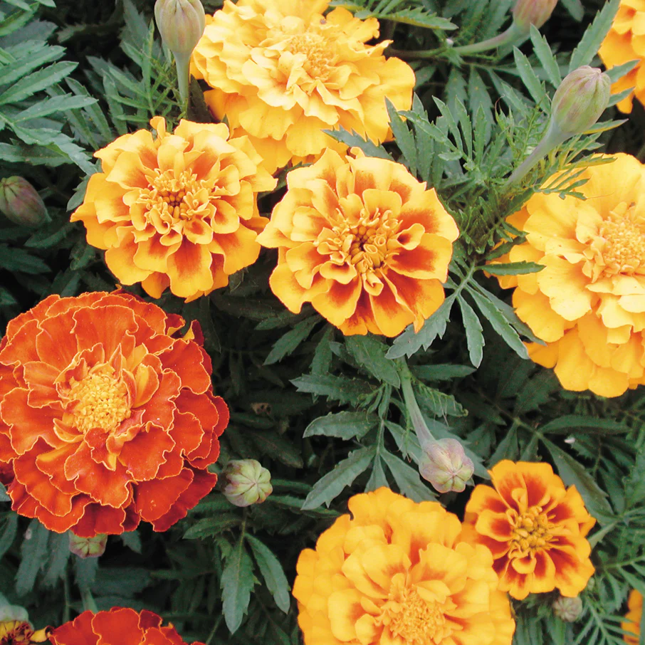 BROCADE MIX - Image 2
