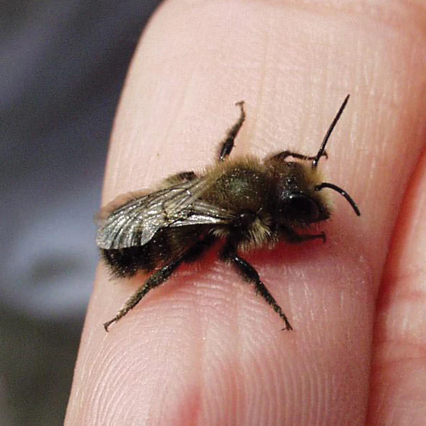 MASON BEES
