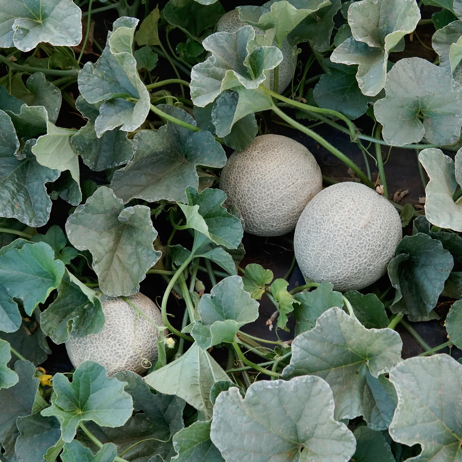 SUGAR CUBE - Image 2