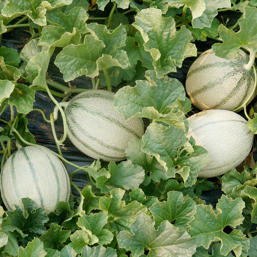 MELONADE - Image 2