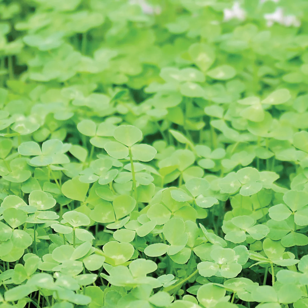 MICROCLOVER®