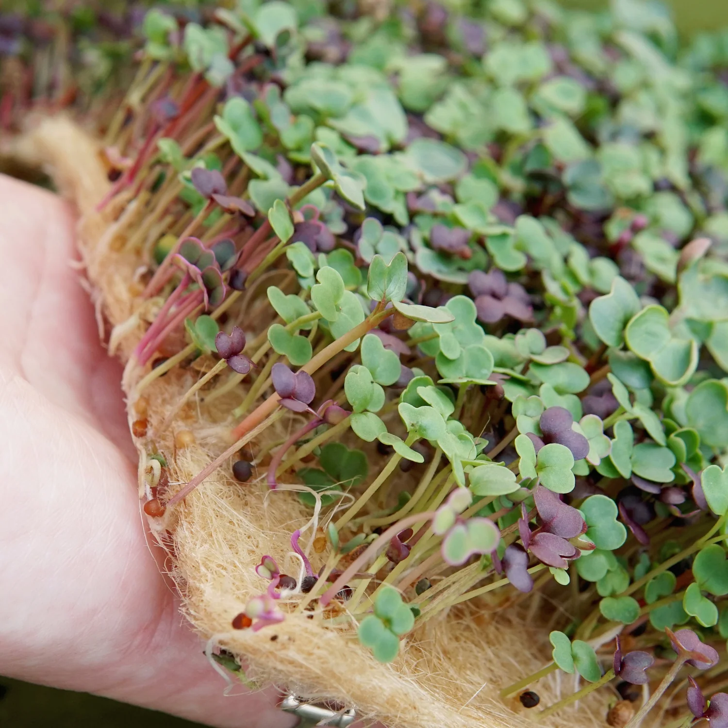 MIGHTY MICROGREENS KIT - Image 3