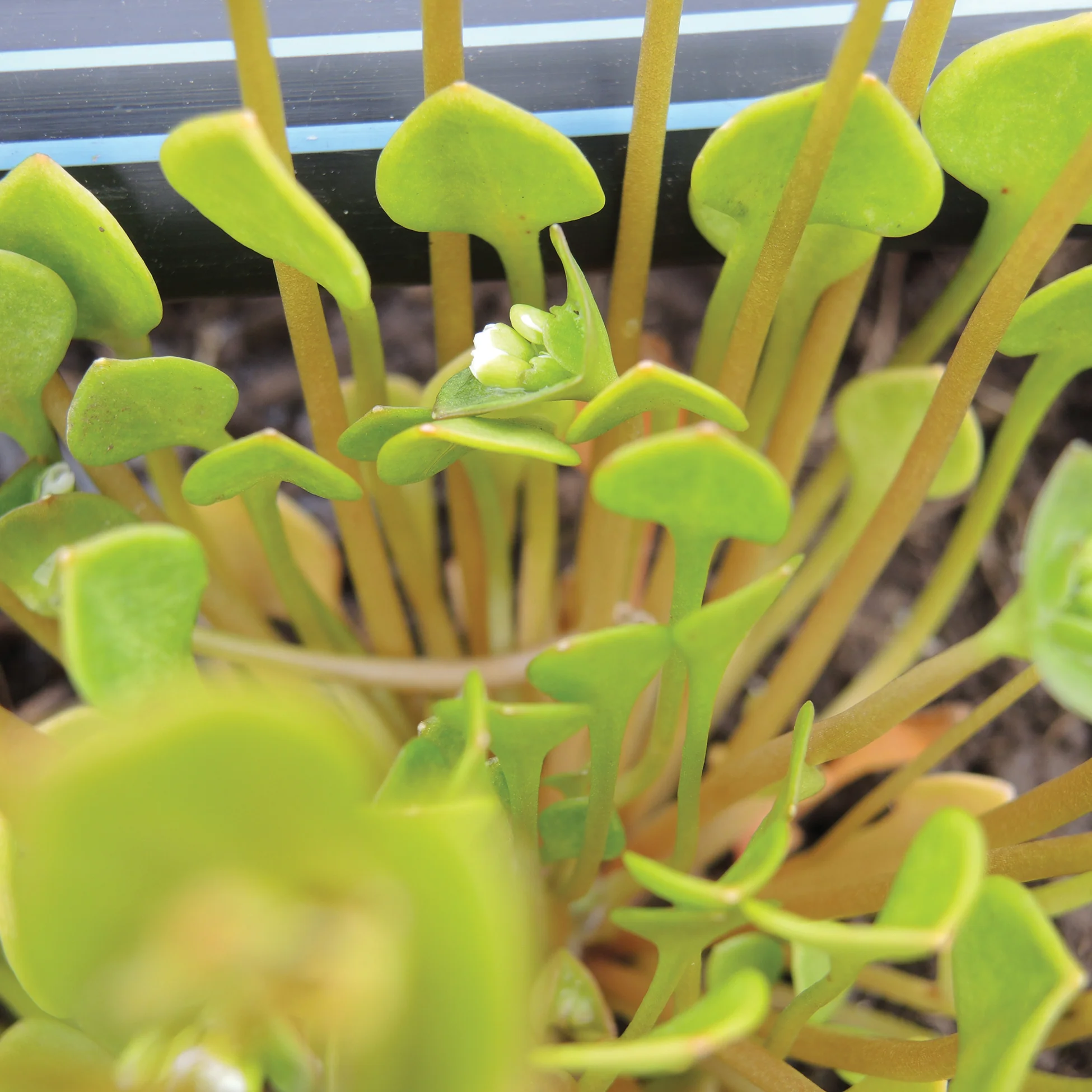 MINER'S LETTUCE - Image 2