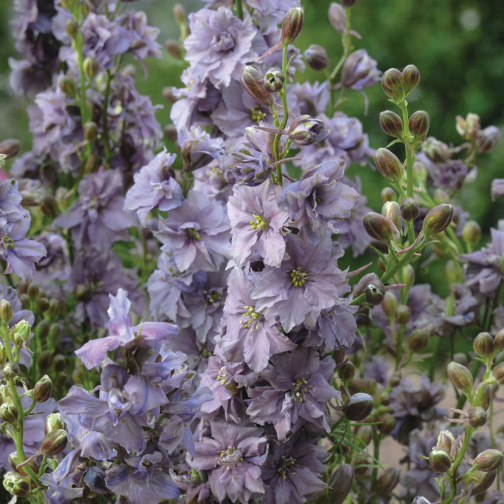 MISTY LAVENDER