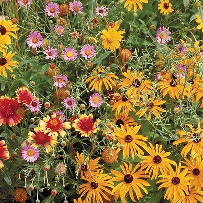BENEFICIAL BUG MIX