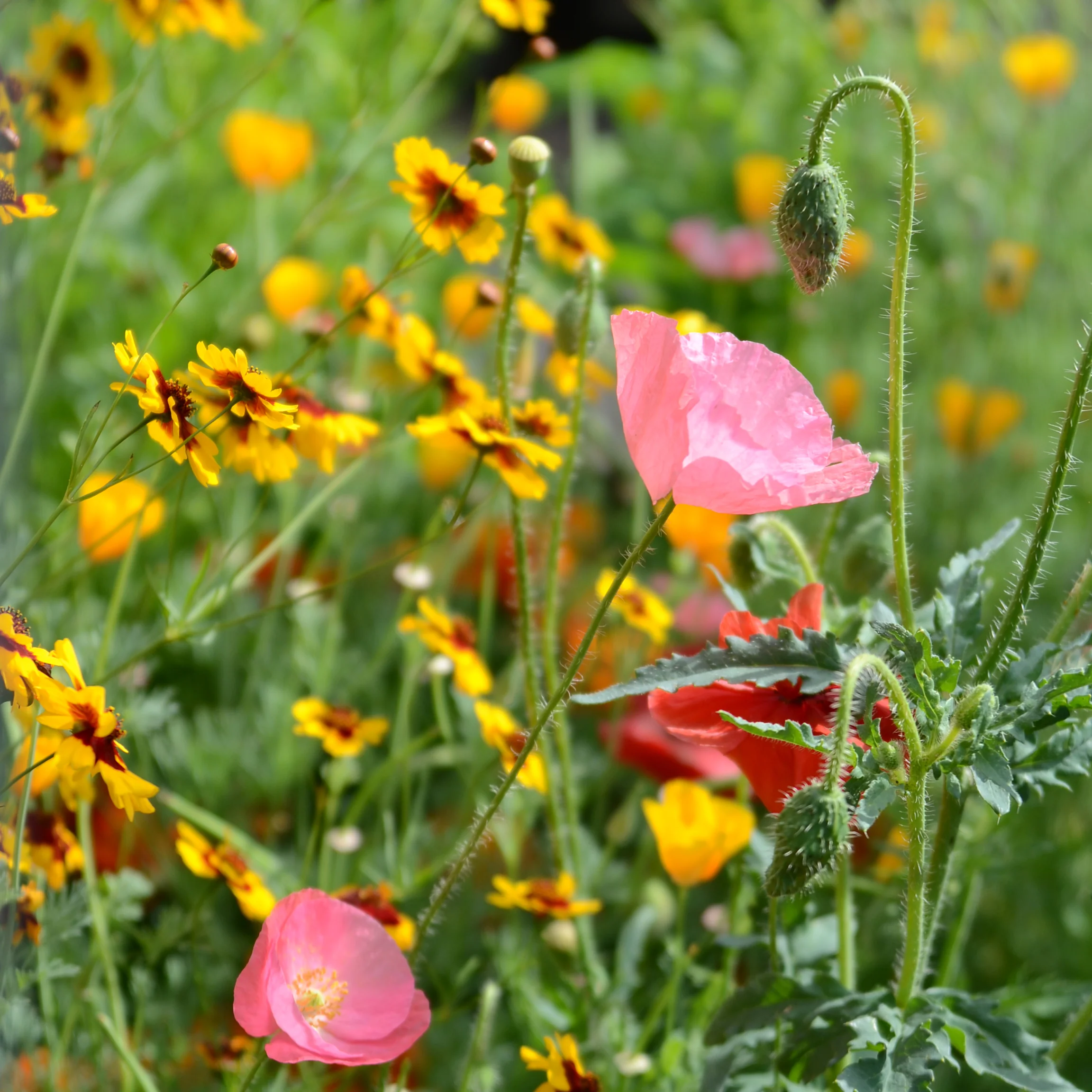DEER RESISTANT MIX - Image 2