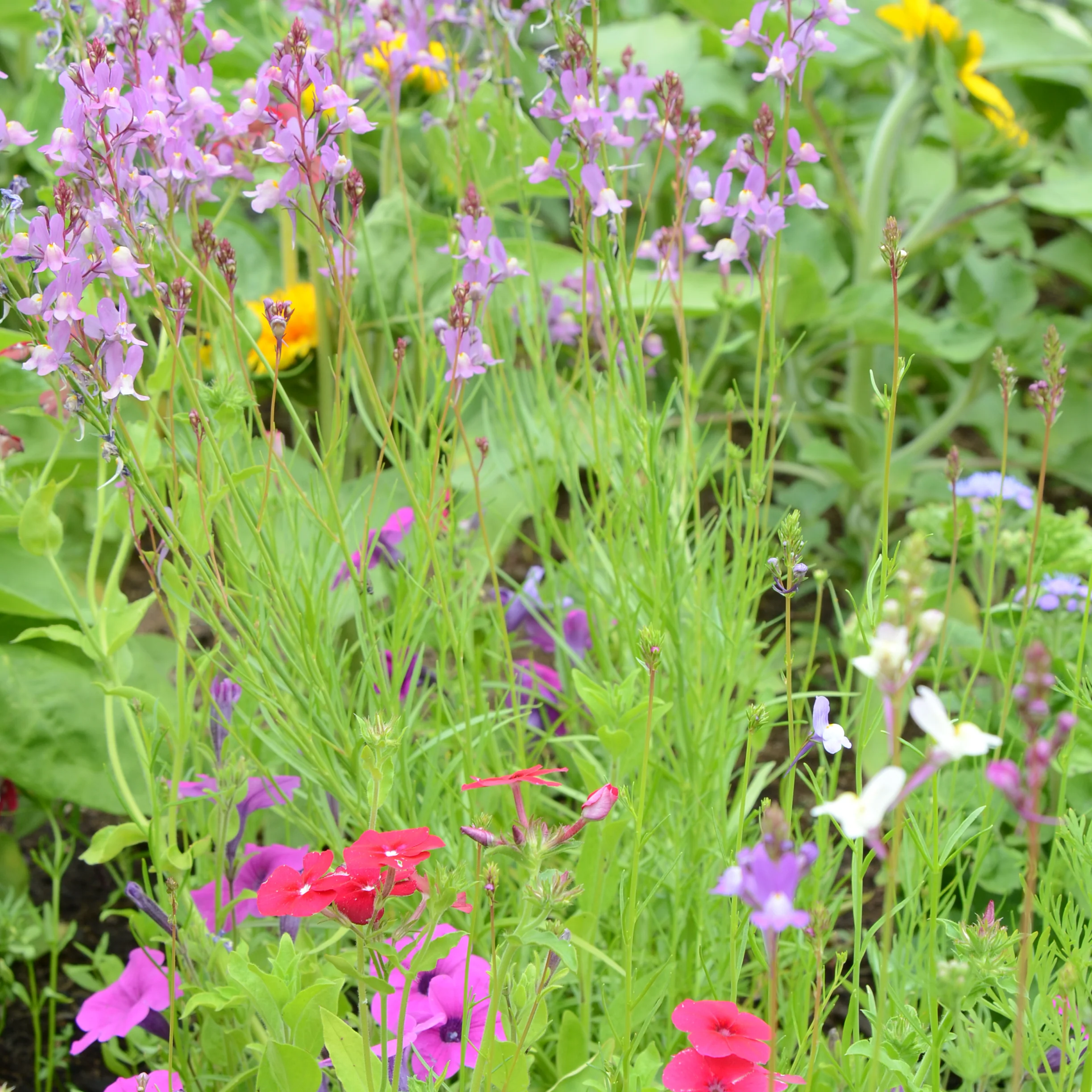 HUMMINGBIRD MIX