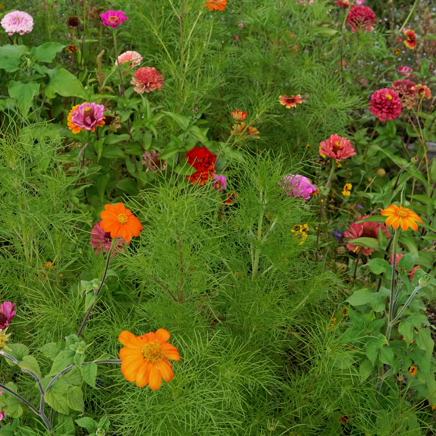 MONARCH BUTTERFLY GARDEN MIX - Image 2