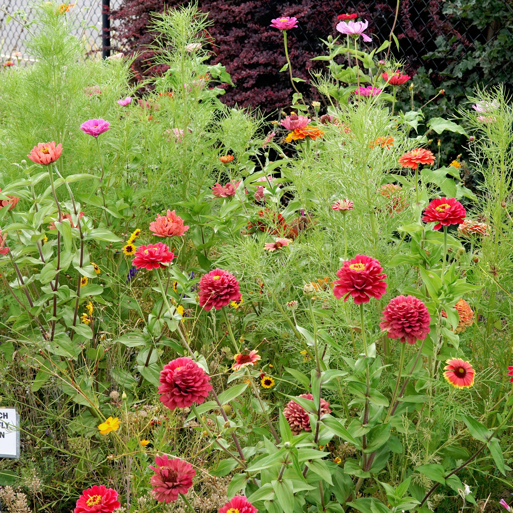 MONARCH BUTTERFLY GARDEN MIX - Image 3