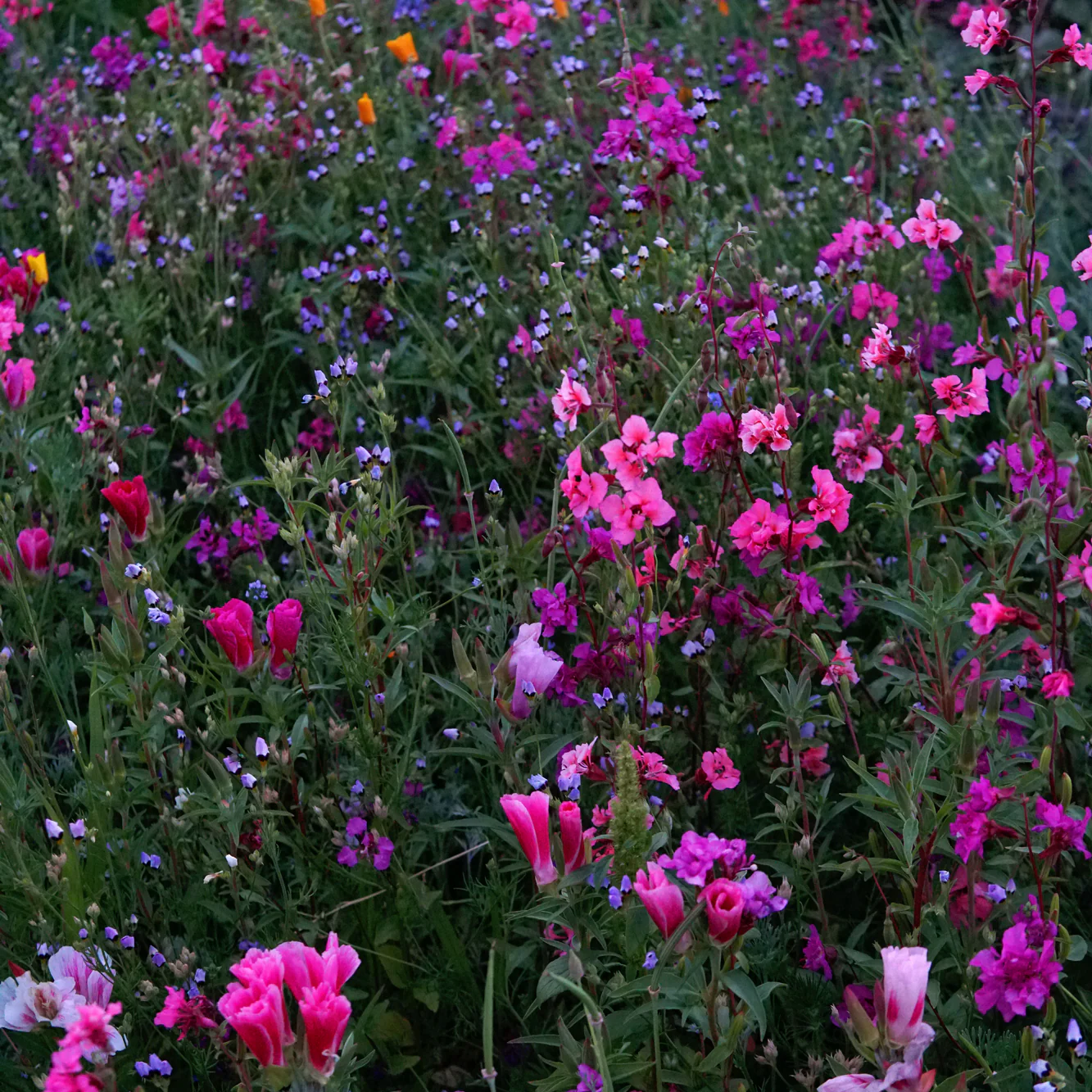 PNW NATIVE WILDFLOWER MIX - Image 2