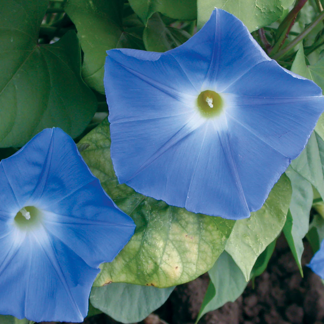 HEAVENLY BLUE