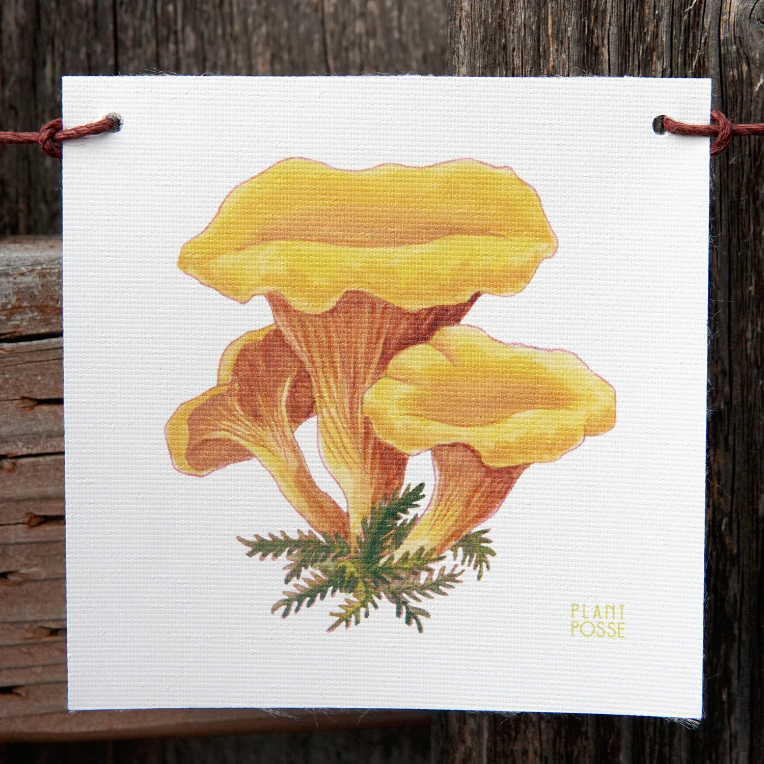 MUSHROOM FLAGS - Image 7