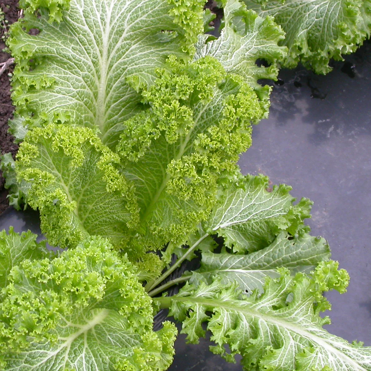 GREEN WAVE - Image 2