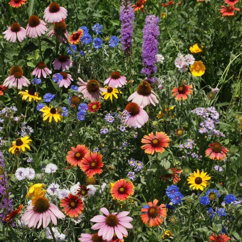 NORTHEAST WILDFLOWER MIX
