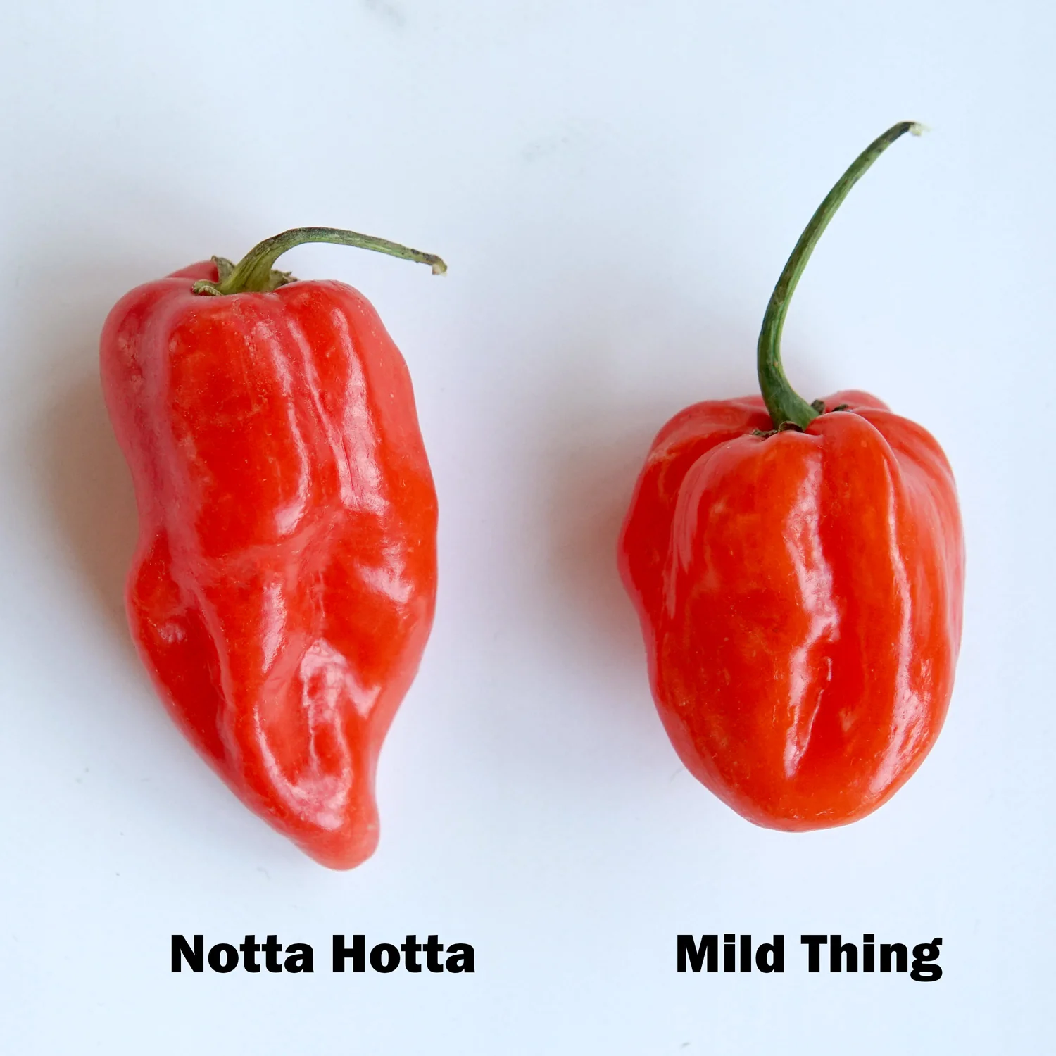 MILD THING - Image 8