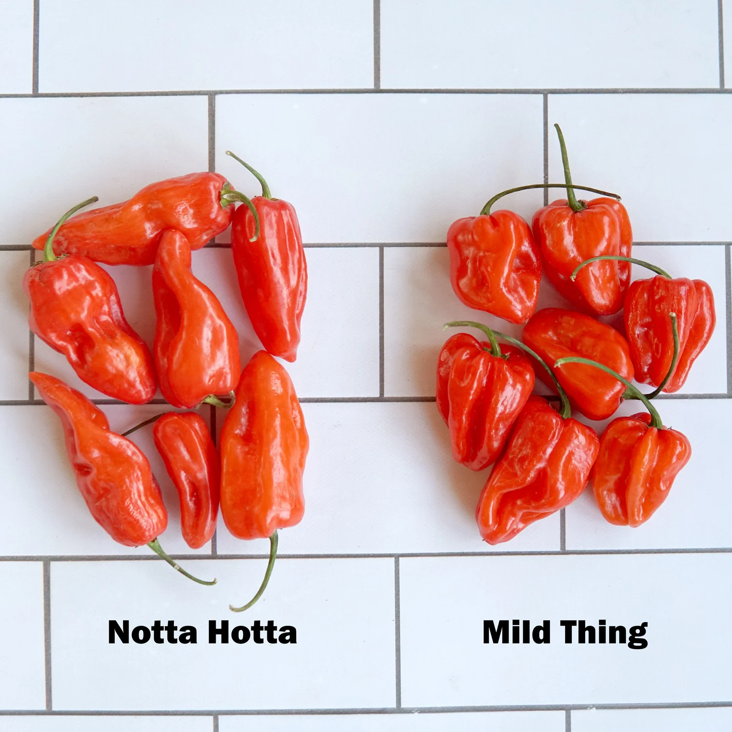 MILD THING - Image 9