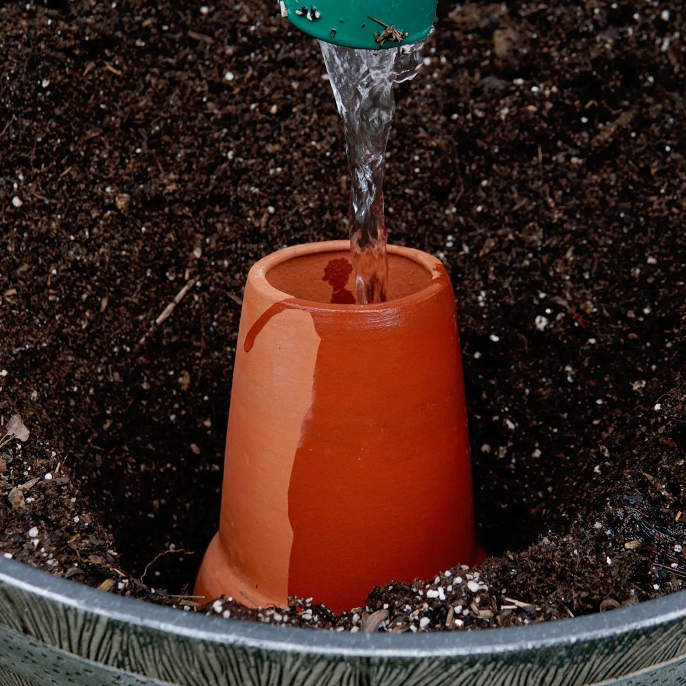 OLLA MEDIUM - Image 4