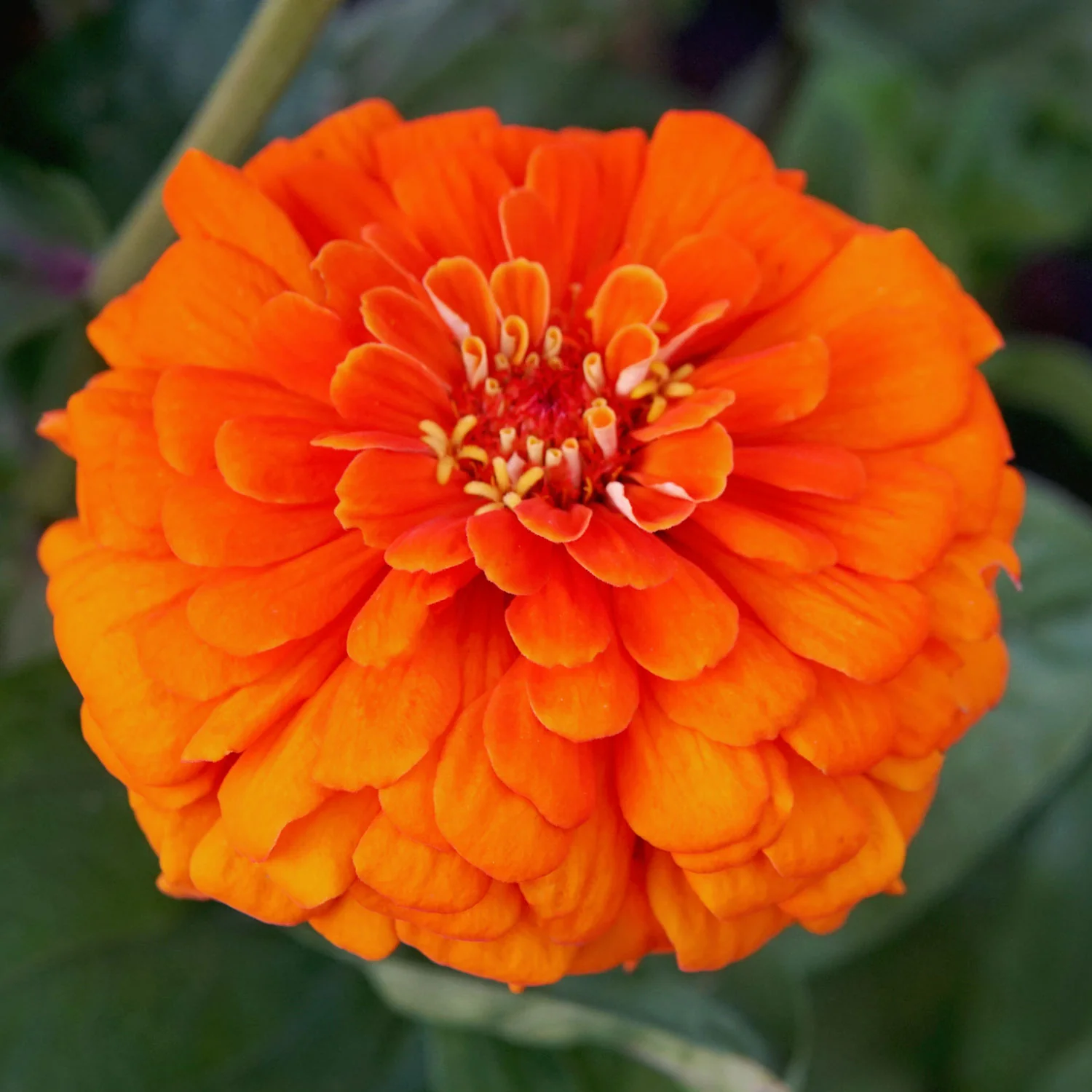 ORANGE KING - Image 4