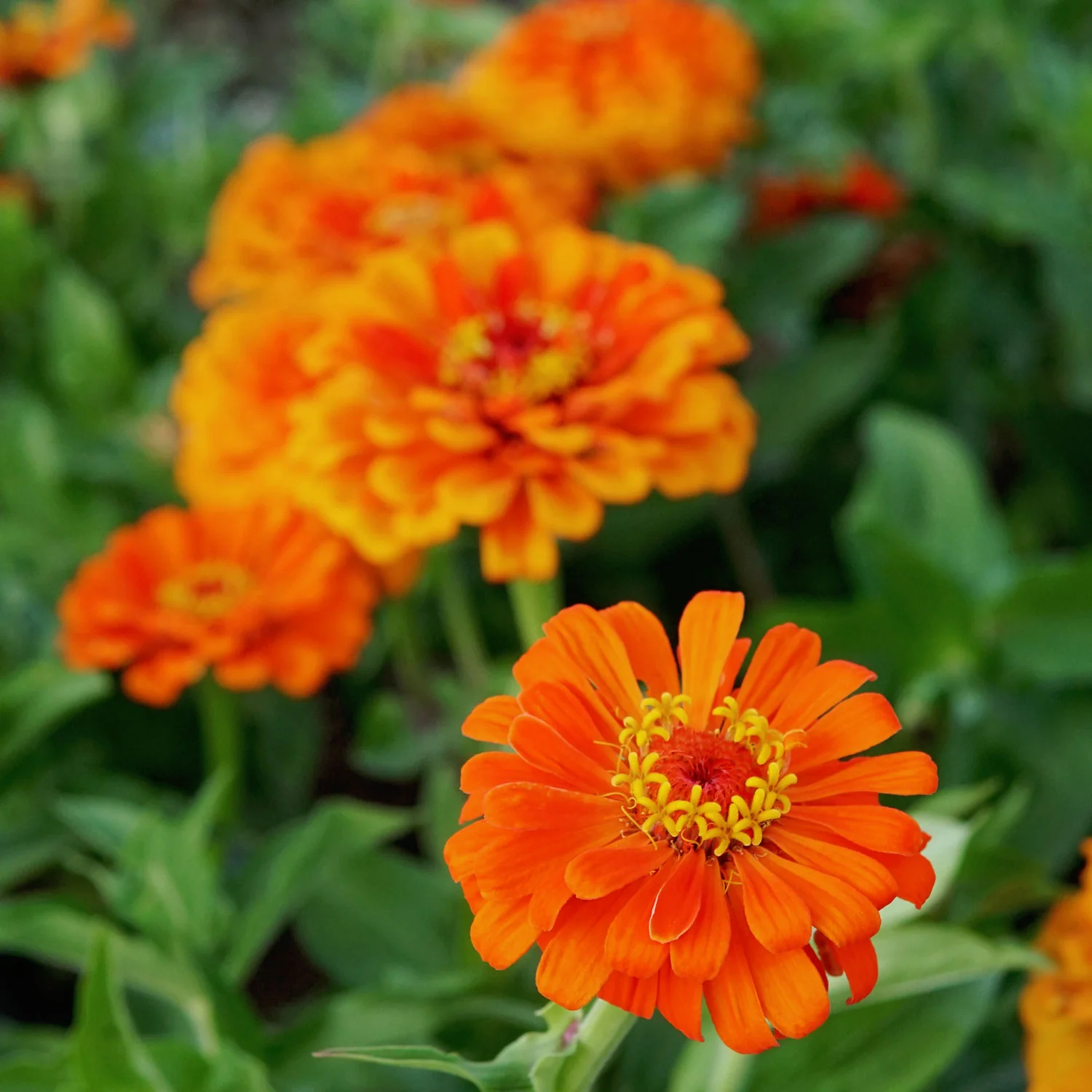 ORANGE KING - Image 5