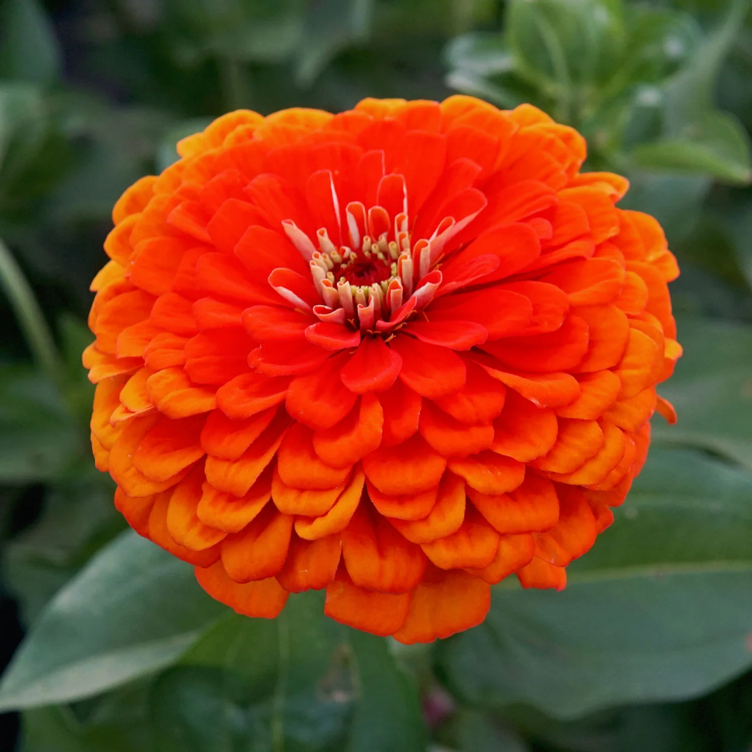 ORANGE KING - Image 6