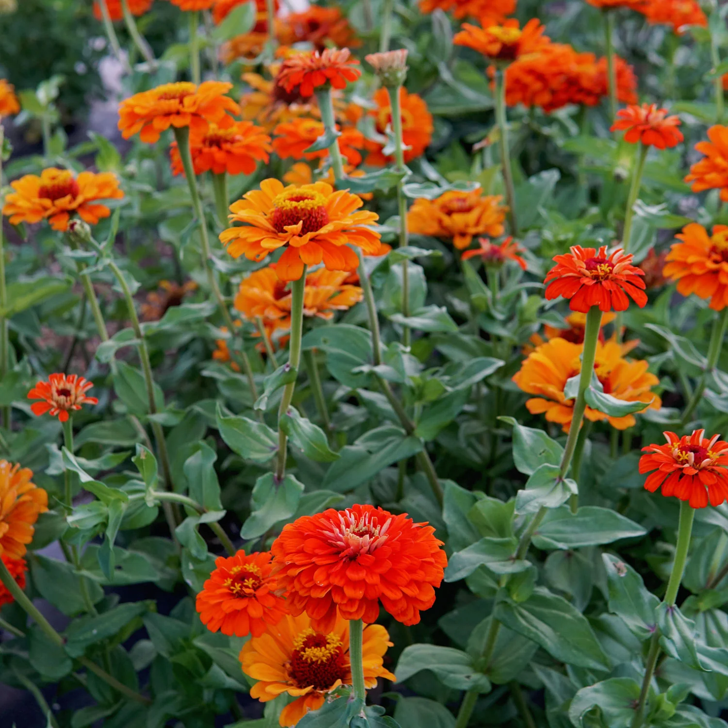 ORANGE KING - Image 7