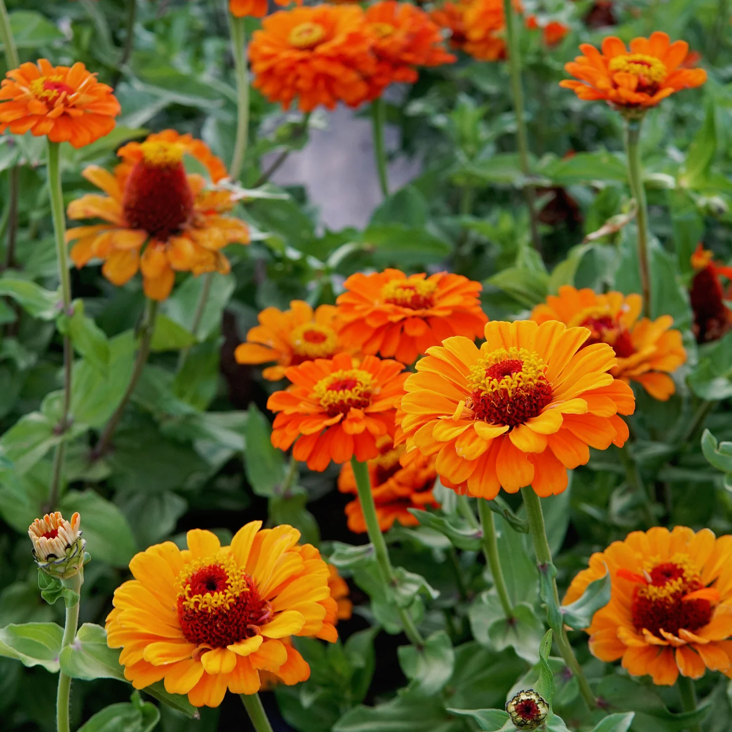 ORANGE KING - Image 8