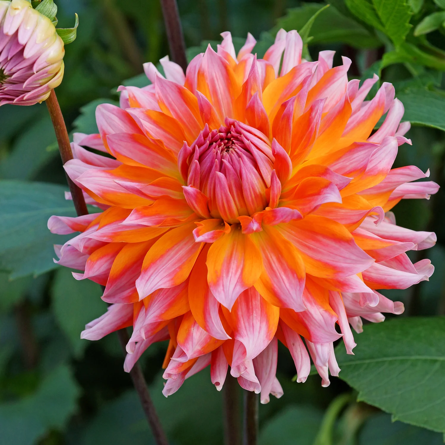 ORANGE TURMOIL