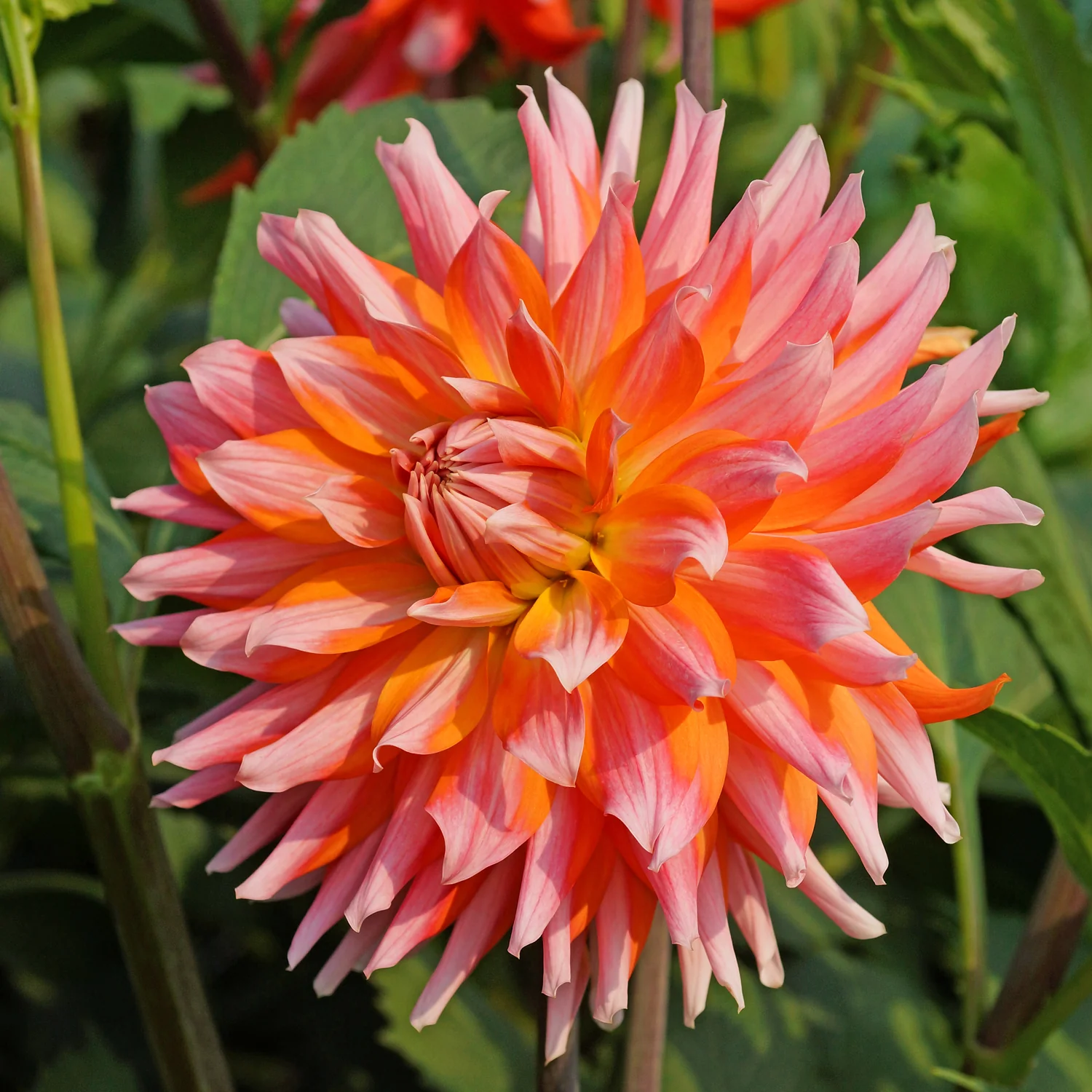 ORANGE TURMOIL - Image 2