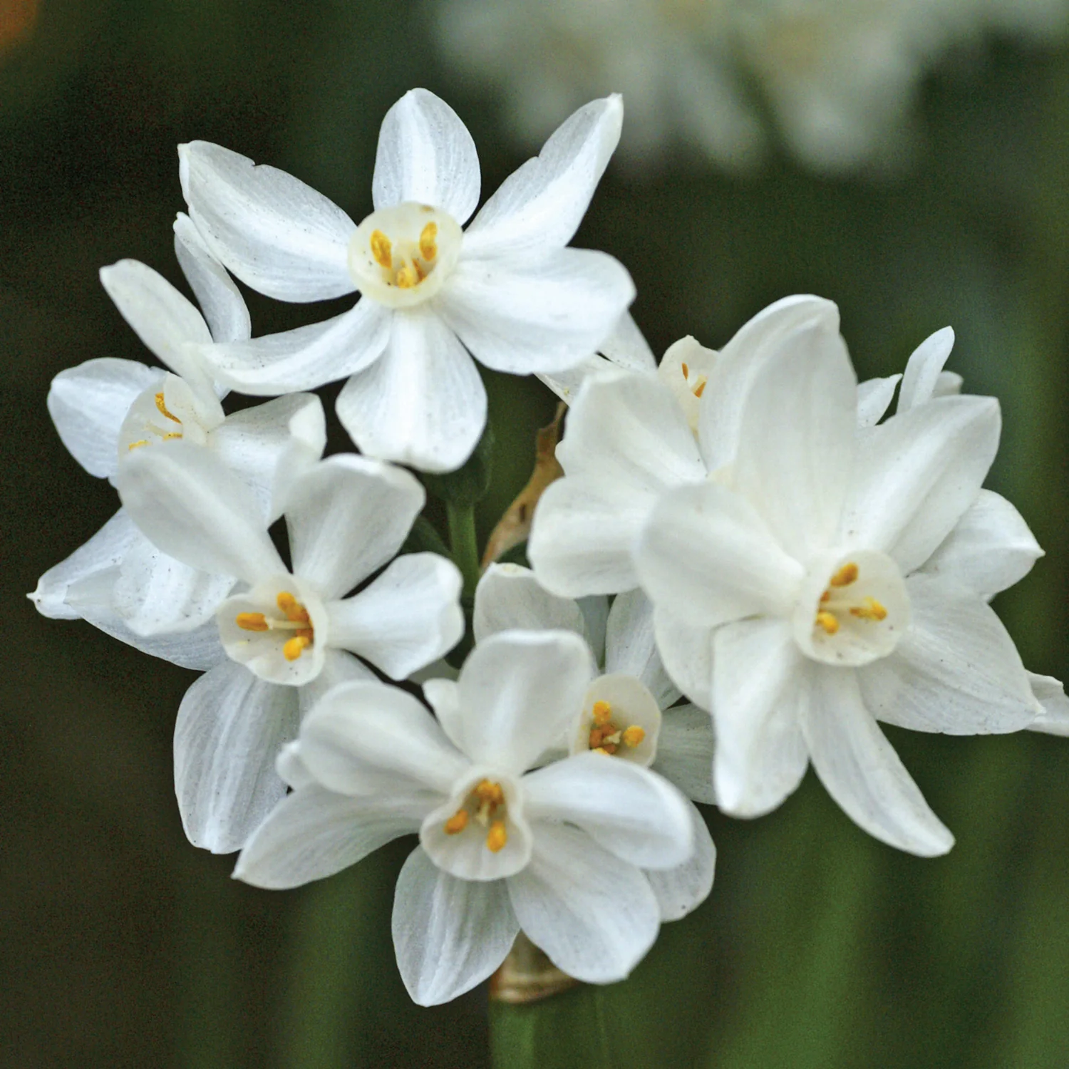PAPERWHITE - Image 2