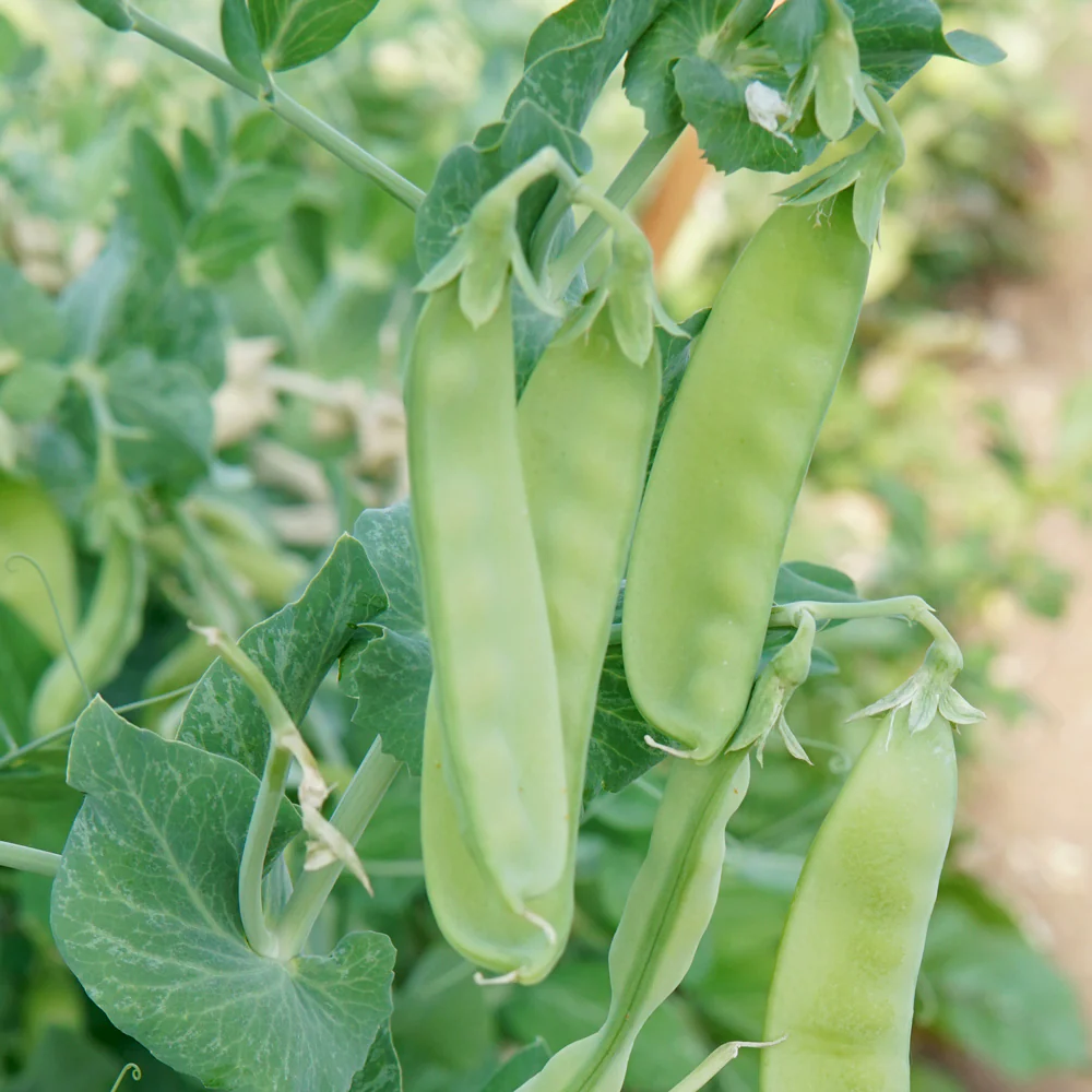 OREGON SUGAR POD II - Image 2