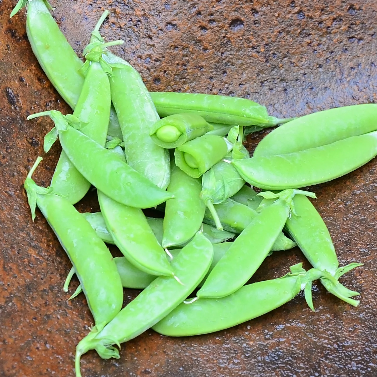 SUPER SUGAR SNAP